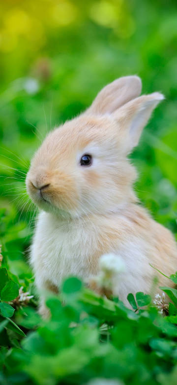 Adorable Light Brown Rabbit in Grass 4K Wallpaper