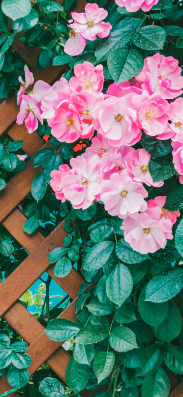 Pink Rose Flowers on Wooden Fence 4K Phone Wallpaper