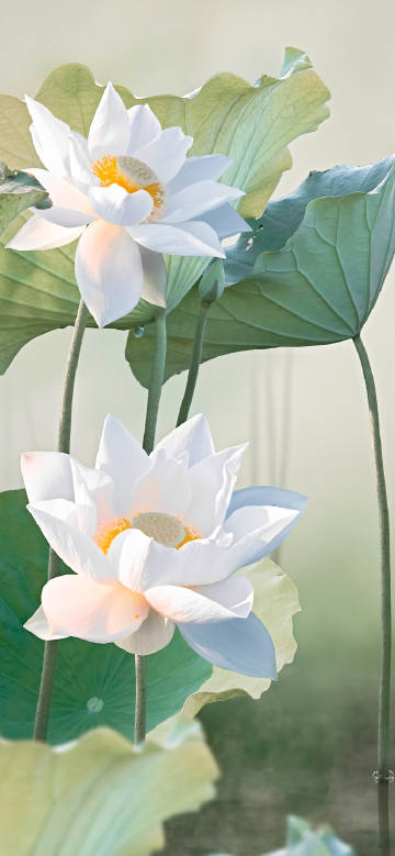 Beautiful white lotus in bloom phone wallpaper