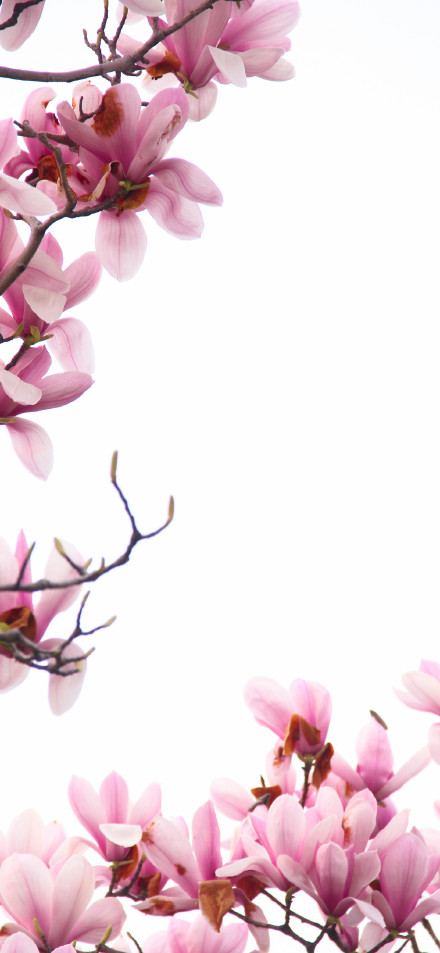 Pink magnolia flowers on white background 4K Phone Wallpaper