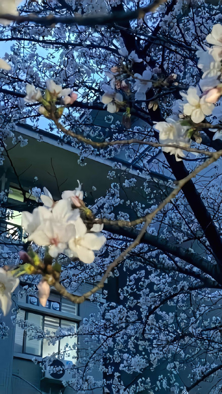 Sakura Flower Close Up Under Blue Night Sky