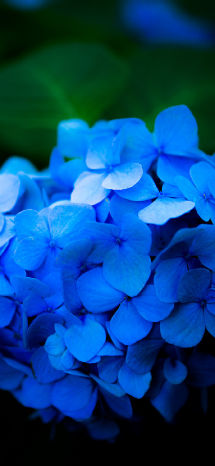 Vibrant Blue Hydrangea Flowers Close Up 4K