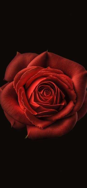 Red rose close-up black background phone wallpaper