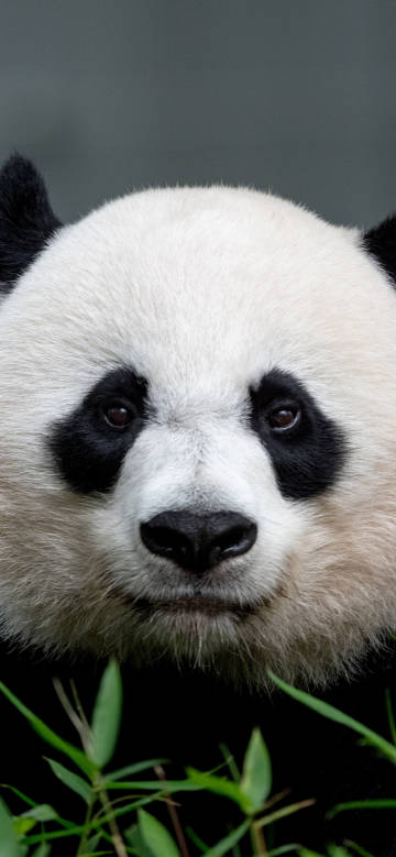 Adorable Panda Close-Up 4K Phone Wallpaper