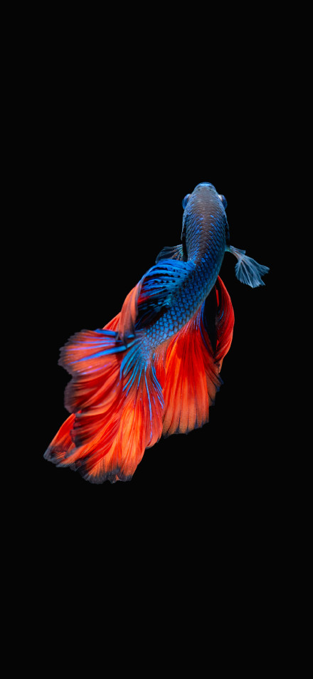 Vibrant Blue and Red Betta Fish Black Background 4K Wallpaper