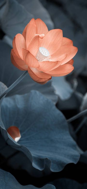 An orange lotus in full bloom