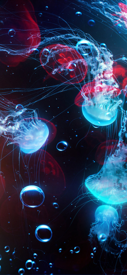 Colorful jellyfish world phone wallpaper