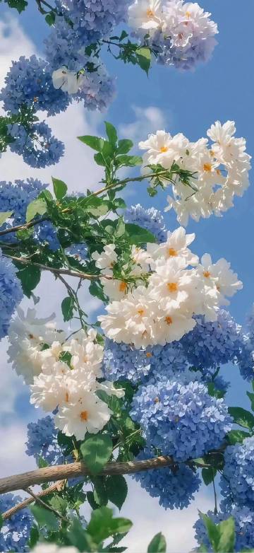 White Roses And Blue Hydrangeas In Sunlight Wallpaper