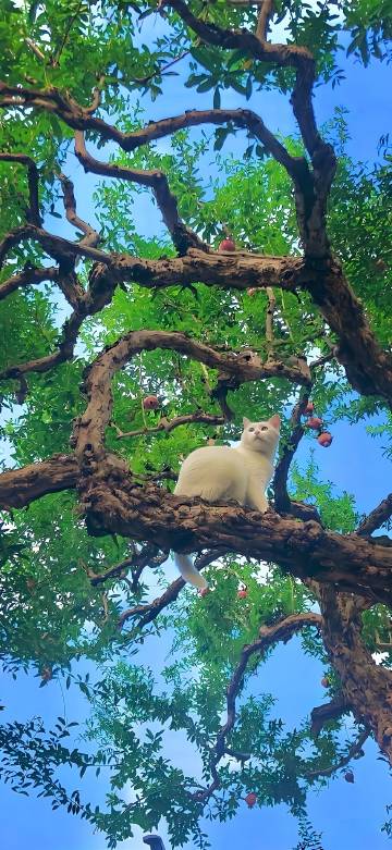 A White Cat Sitting in a Green Tree Wallpaper 4K