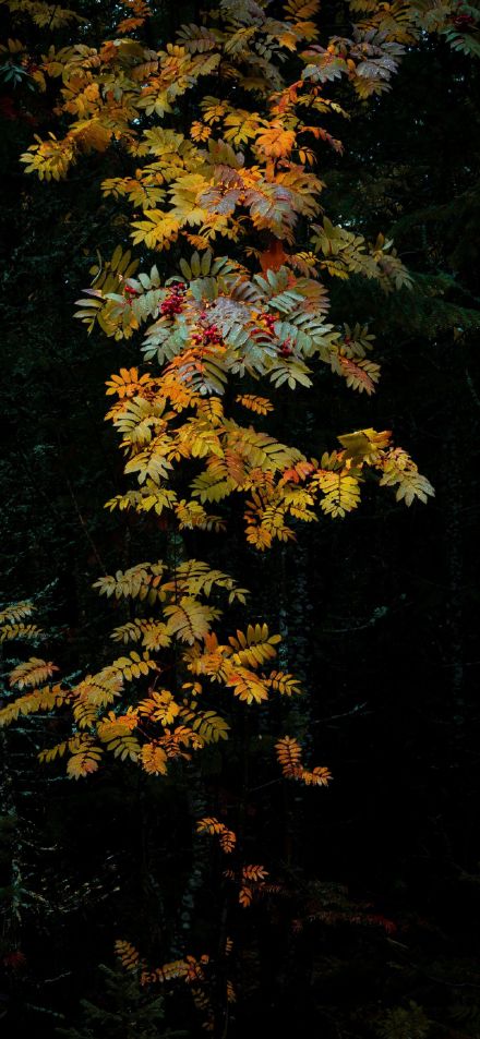 Moody Autumn Rowan Leaves Dark Background Wallpaper
