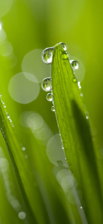 Beautiful Green Leaf with Water Droplets Phone Wallpaper