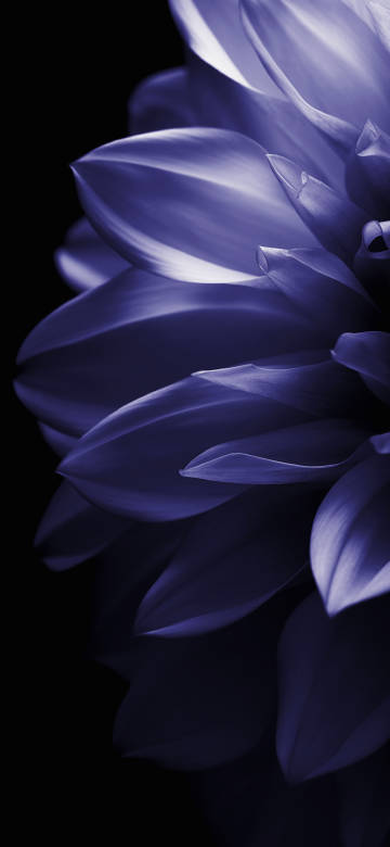 Macro Purple Dahlia Flower Dark Aesthetic Wallpaper