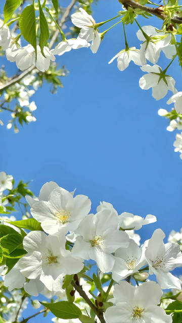 White Cherry Blossoms Under Blue Sky 4K IOS26 Wallpaper