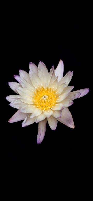Elegant White Water Lily with Soft Petals on Black Background 4K Wallpaper
