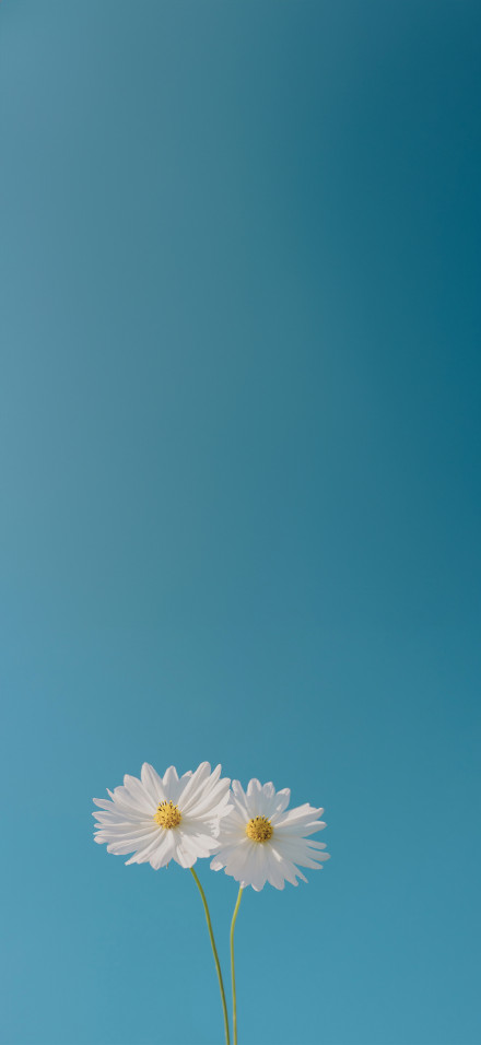 Minimalism Blue Sky And Flower