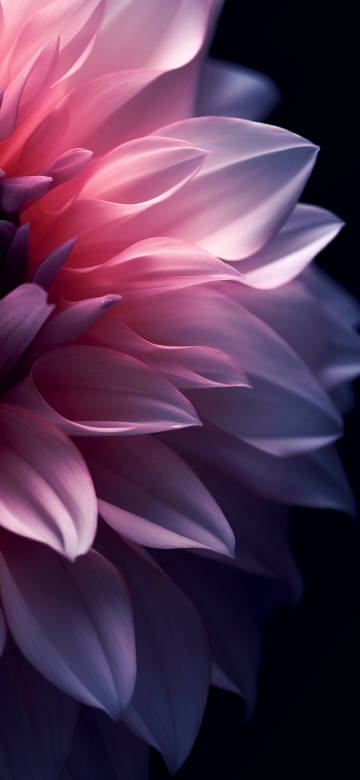 Elegant Pink Flower Petals with Subtle Lighting 4K UHD Wallpaper