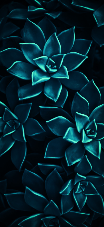 Dark Blue Succulent Leaves Close-Up 4K Wallpaper