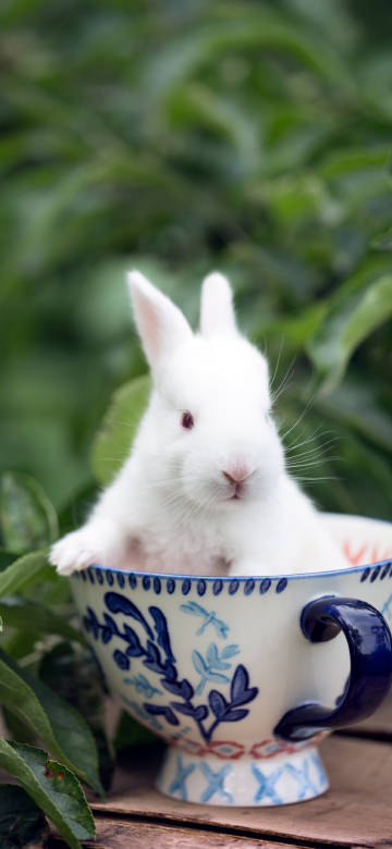 Little White Rabbit In Porcelain Cup 4K Phone Wallpaper
