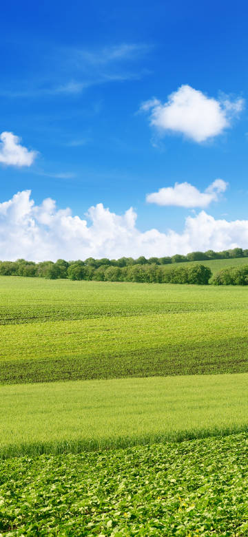 Sunny Green Field Under Blue Sky 4K Phone Wallpaper