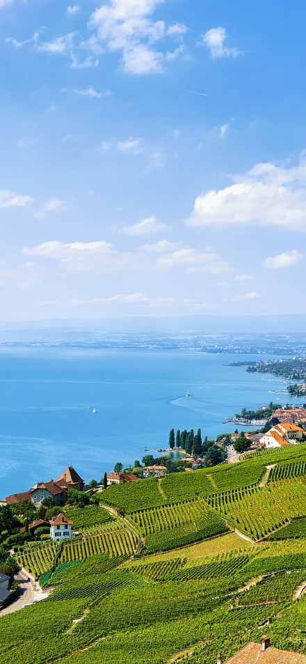 Lavaux Vineyard by Lake Geneva 4K Phone Wallpaper