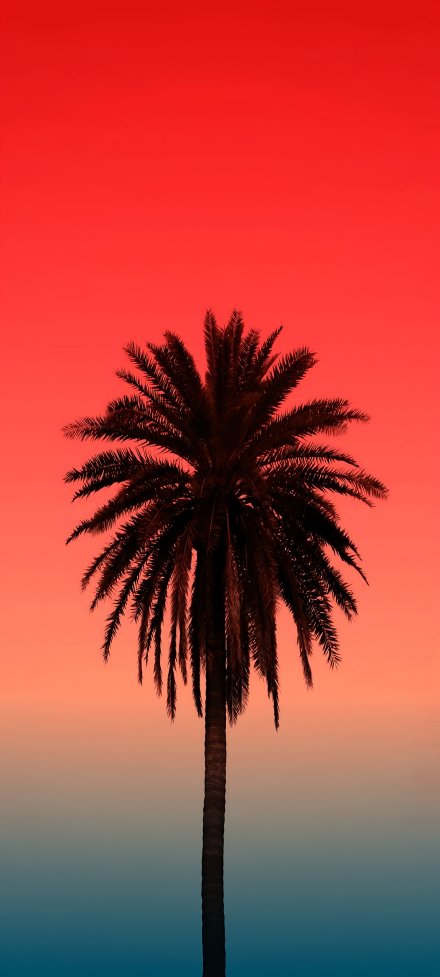 Minimal Palm Tree Wallpaper 4K