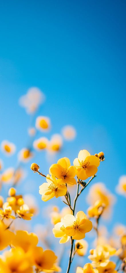 Vibrant Yellow Flowers Against Clear Blue Sky Wallpaper 4K
