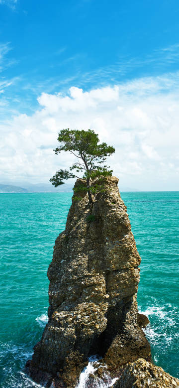 Lone Tree on Ocean Rock 4K Phone Wallpaper
