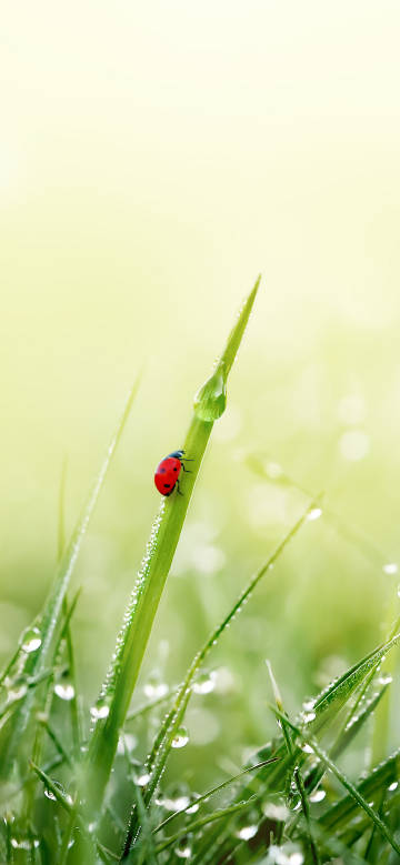 Ladybug on Dewy Grass Blade 4K Phone Wallpaper