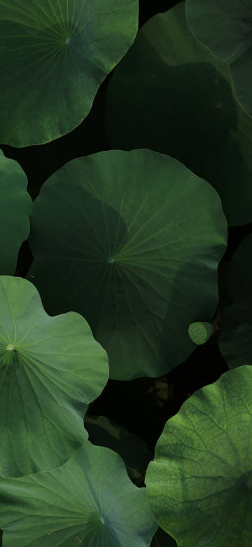 Large Green Lotus Leaves in Natural Light Wallpaper
