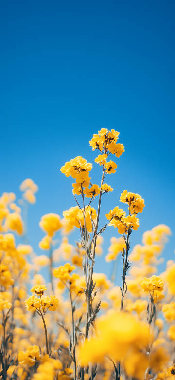 Vibrant Yellow Flowers in Sunlit Field 4K Wallpaper