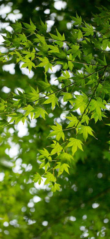 Fresh Green Maple Leaves 4K Phone Wallpaper