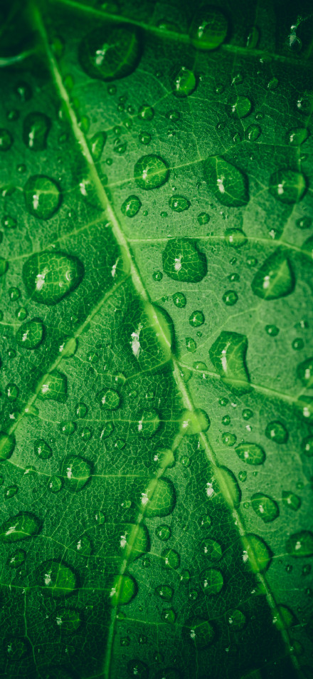 Macro Shot of Leaf With Raindrops 4K Phone Wallpaper