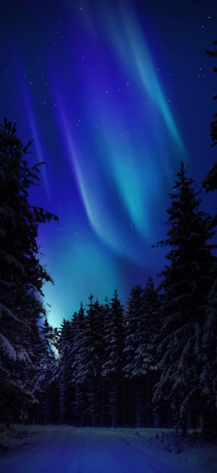 Magical Blue Aurora Sky Over Forest Wallpaper