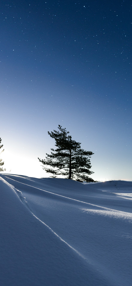 Minimalist Moonlight Snow Dune and Pine Tree 4K Phone Wallpaper