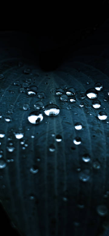Crystalline water droplets on dark-colored leaves phone wallpaper