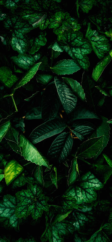 Dark green leaves and dew drops 4K Phone Wallpaper