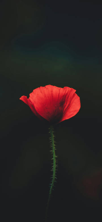 Red flowers on a dark background 4K Phone Wallpaper