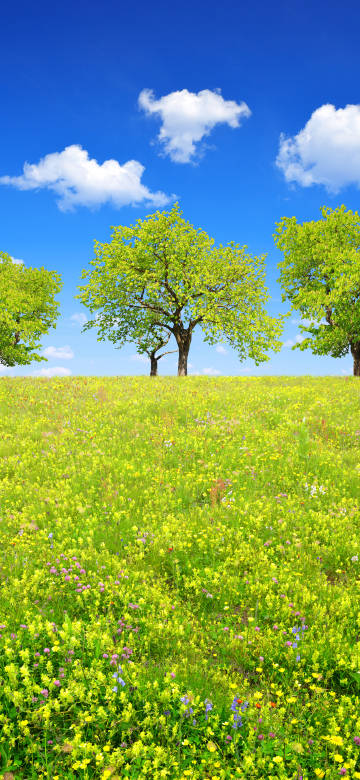 Bright Green Field With Trees 4K Phone Wallpaper