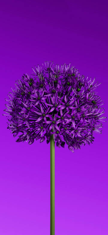 Allium flower Purple aesthetic 4k phone wallpaper