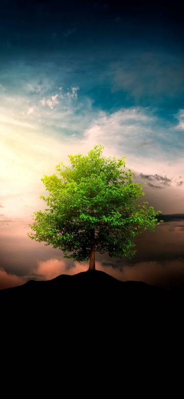 Lonely Tree Under Dreamy Sunset Sky 4K Phone Wallpaper