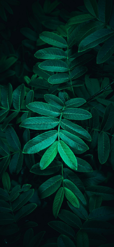 Teal-and-green Leaves In A Dark Wood