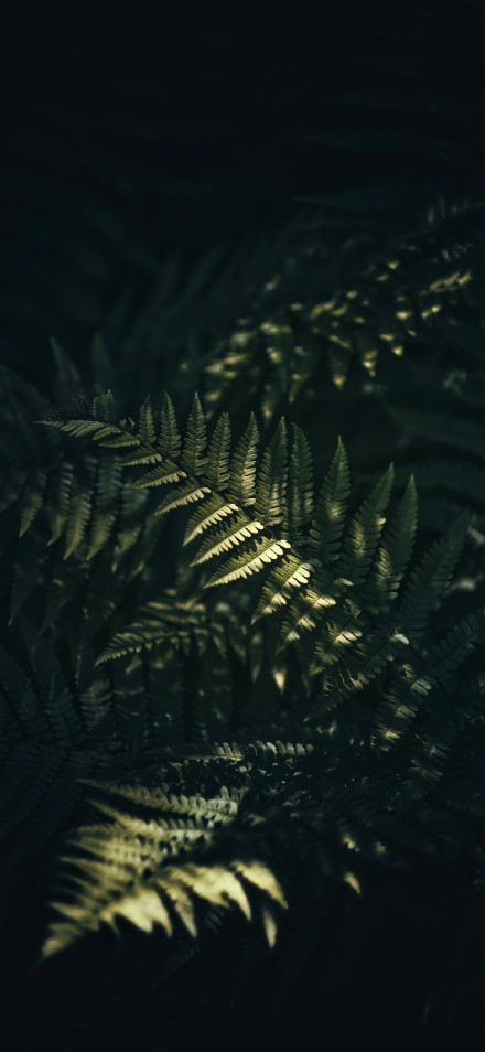 Aesthetic Deep Green Forest Plant Wallpaper