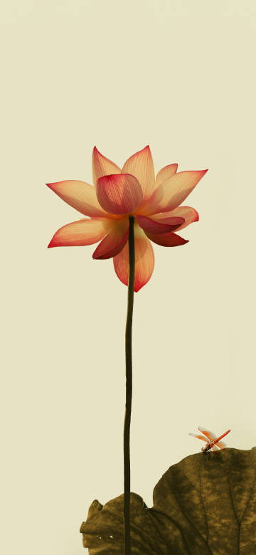 Minimalist Lotus Flower with Dragonfly Aesthetic Wallpaper