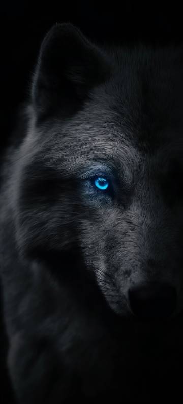 Blue-eyed wolf in darkness phone wallpaper
