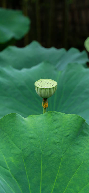 A lotus pod in the middle of the lotus leaf