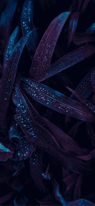 Purple-Blue Leaves with Water Drops wallpaper