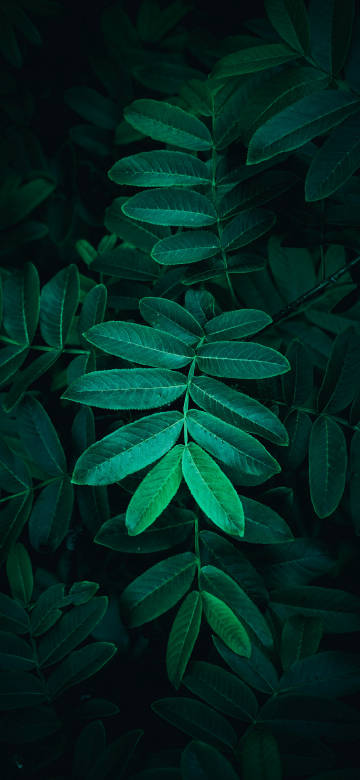 Close-up of green plant leaves on dark background 4k Phone Wallpaper