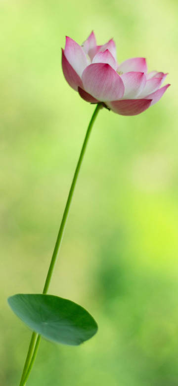 Beautiful pink lotus flower on a soft green background 4K Phone Wallpaper