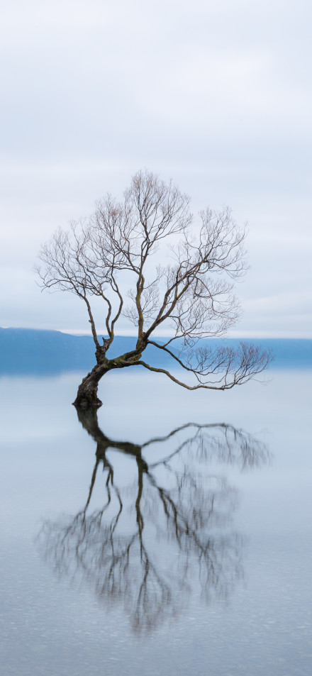 Lone tree in the water of Lake Wanaka, New Zealand