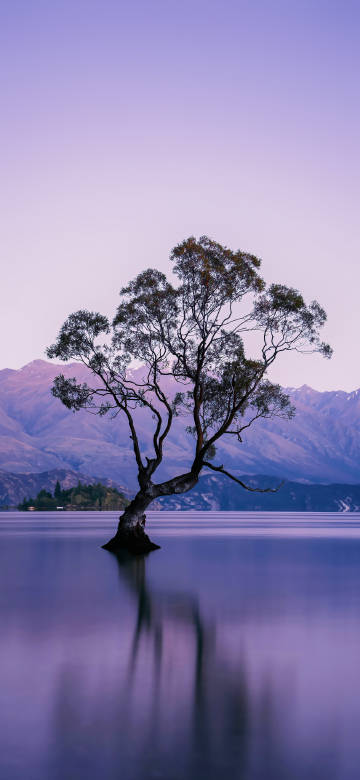 Dark tree in the middle of a purple lake 4K wallpaper